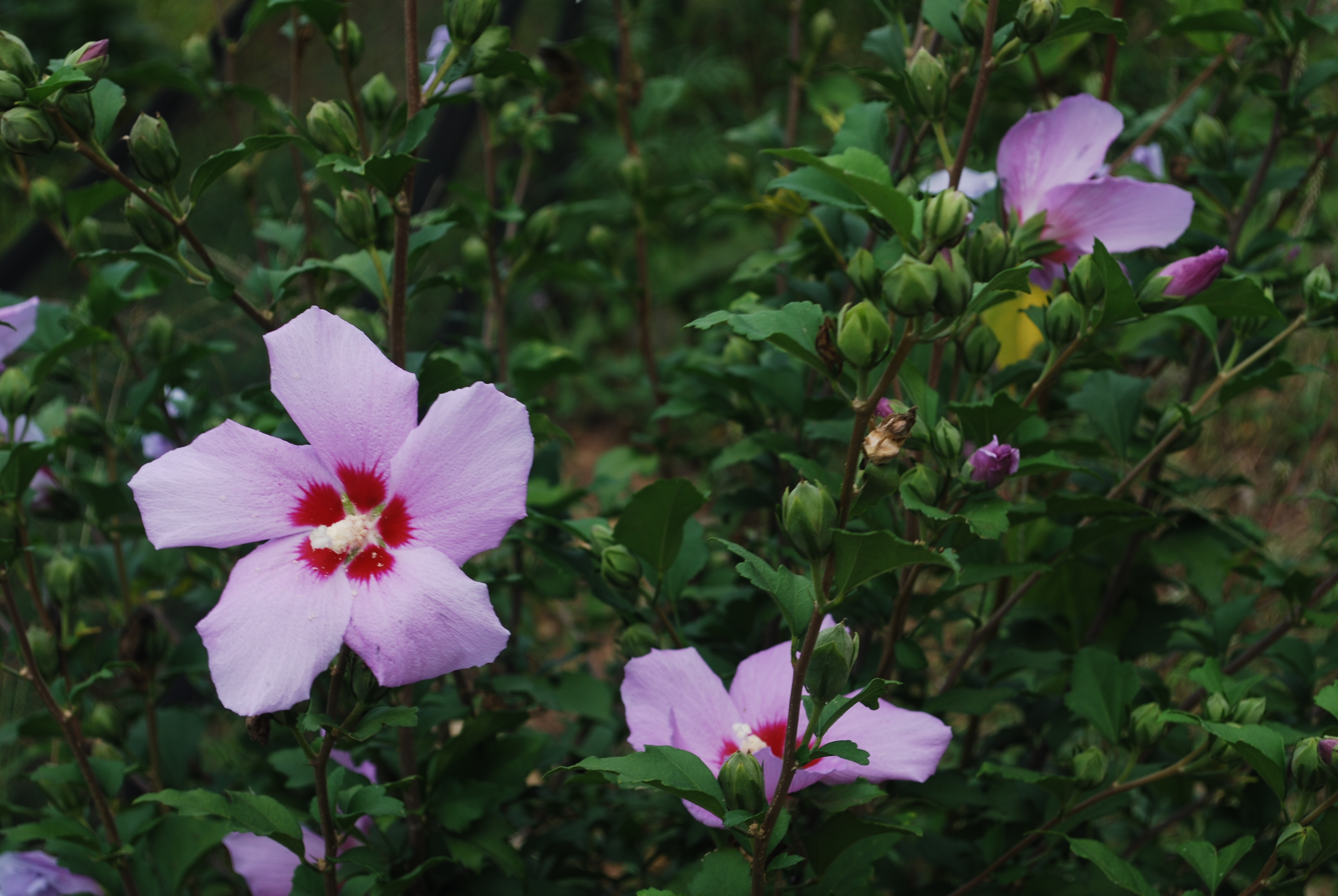 63 �䳢�� ģ����